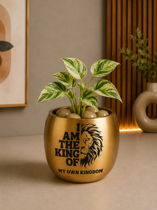 Celebrations - Money Plant in Golden Metal Printed Planter