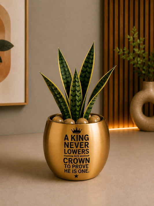 Celebrations - Snake Plant in Golden Metal Printed Planter