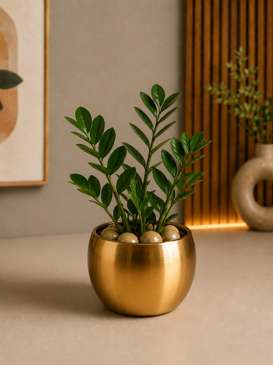 Celebrations - ZZ Plant in Golden Metal Planter