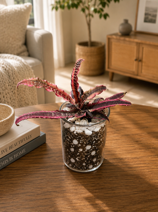 Earth Star Elaine Cryptanthus Terrarium