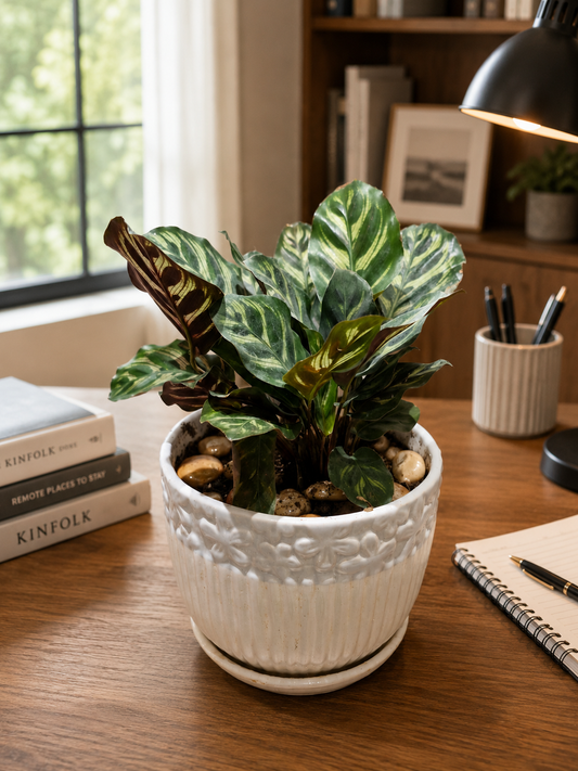 Peacock Calathea - Vintage Ceramic Pot