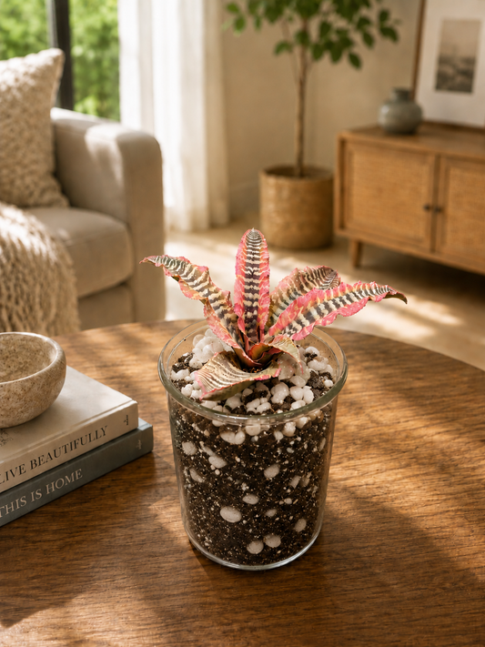 Earth Star Bromeliad Cryptanthus Terrarium