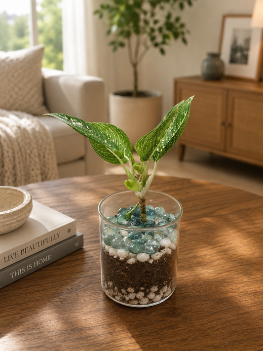 Philodendron Birkin Terrarium