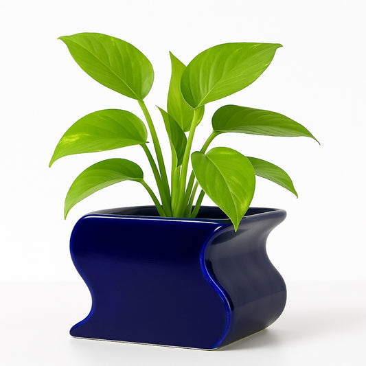 Golden Pothos — Blue Decorative Pot (H 4.5″ × Ø 4″)