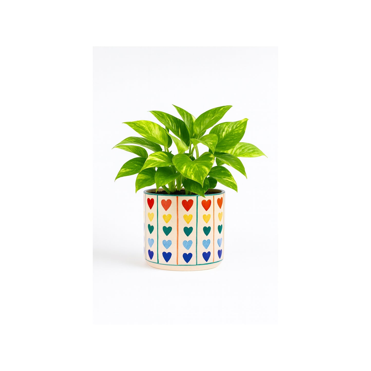 Golden Pothos - Elegant -Ceramic Pot