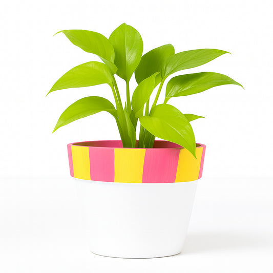 Golden Pothos  - Glossy White - Ceramic Pot