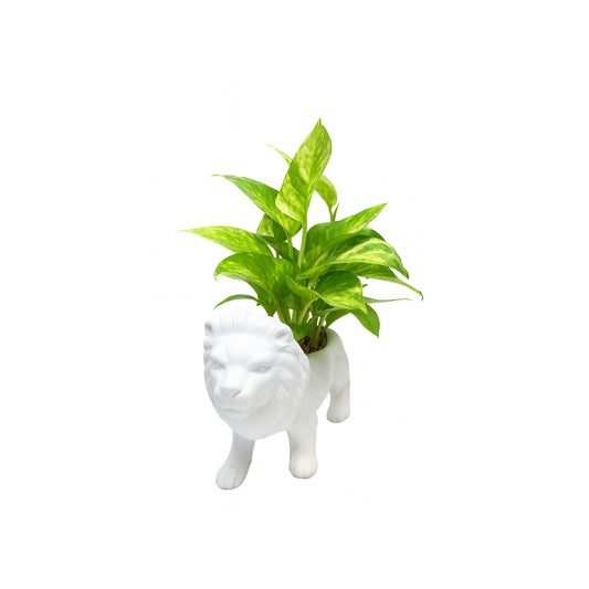 Money Plant - Lion Shape Ceramic Pot