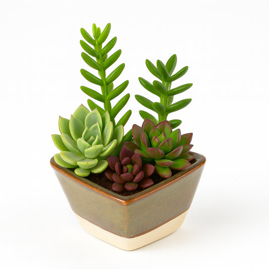 Mixed Succulents - Triangular -  Ceramic Pot