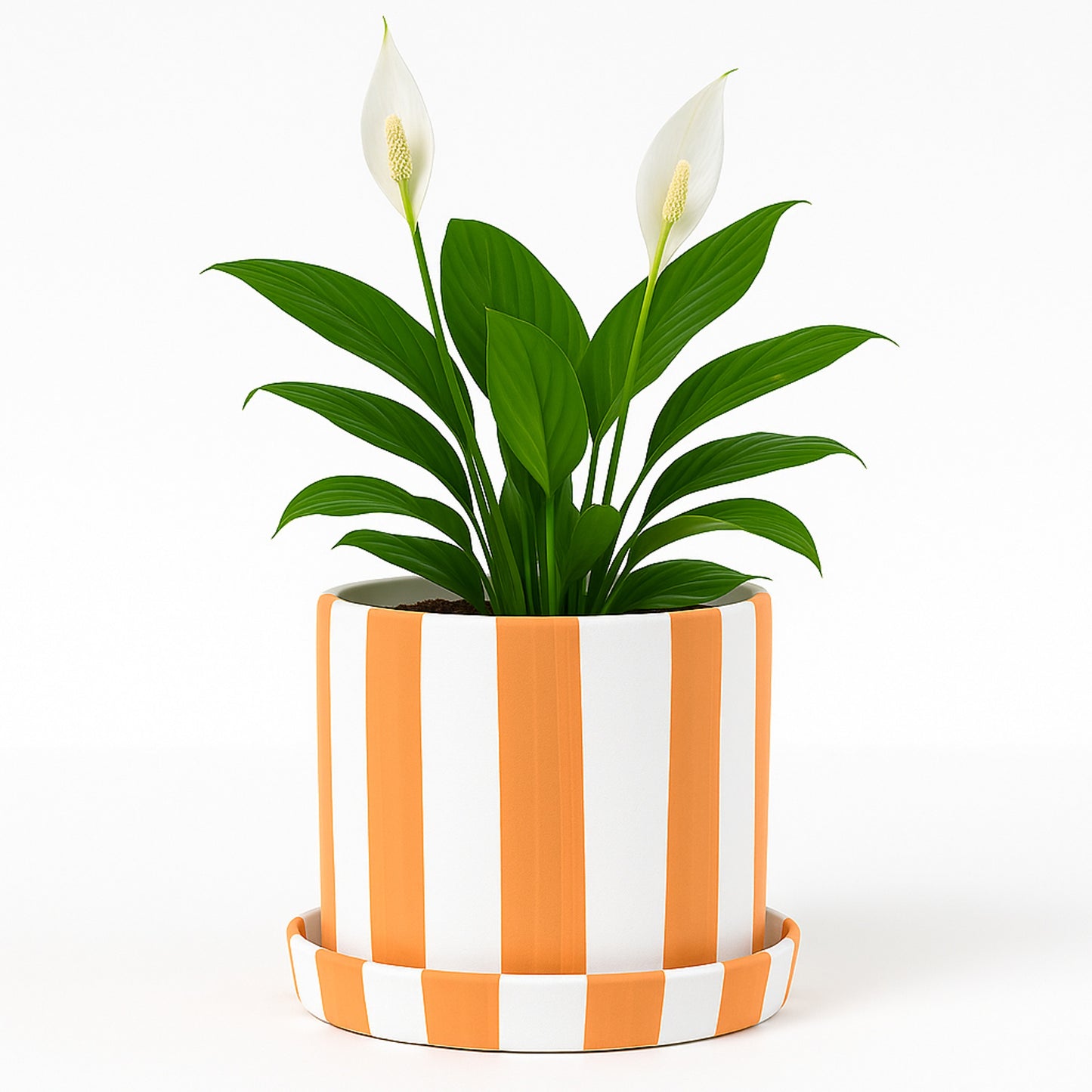 Peace Lily — White Striped Pot (H 5″ × Ø 5.5″)