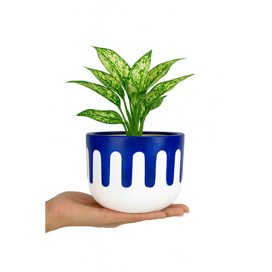 Aglaonema Snow White - Hand-Painted Ceramic Pot