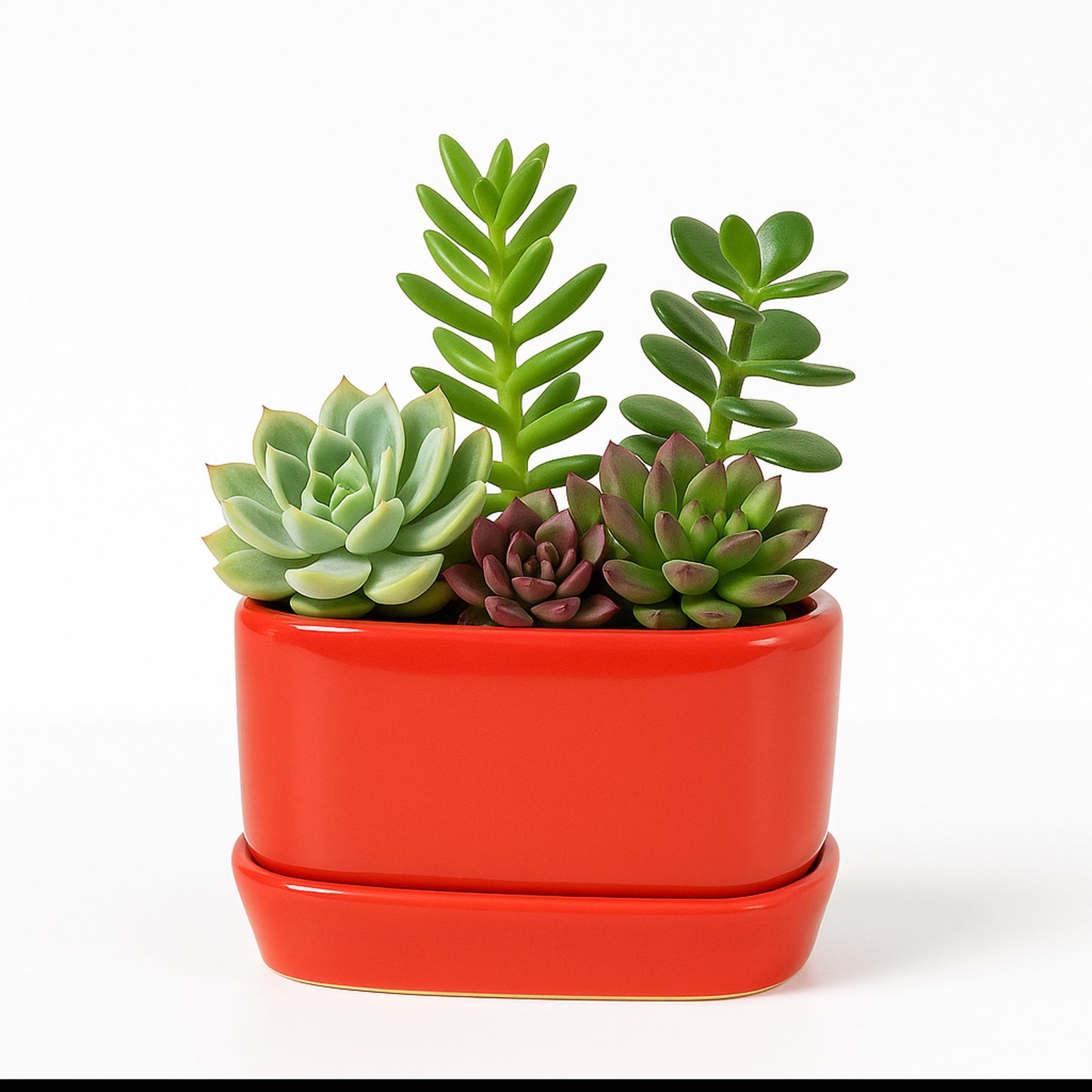 Succulent Mix — Decorative Red Pot (H 4.5″ × Ø 4″)