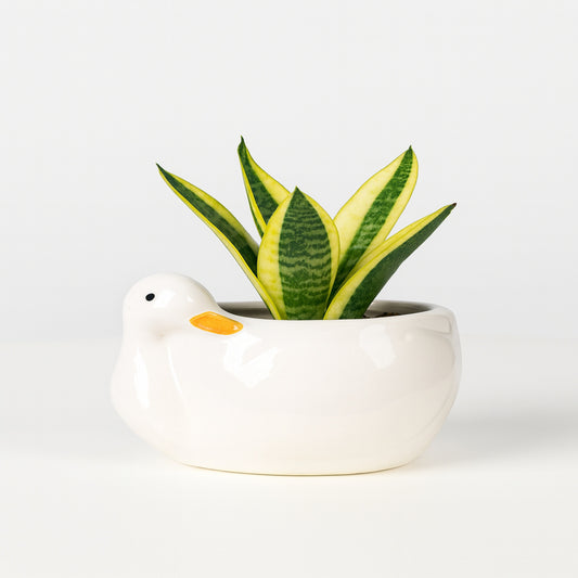 Variegated Snake Plant - Duck - Ceramic  Pot