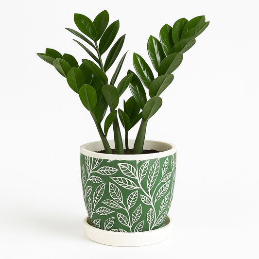Zamia furfuracea - Elegant - Ceramic Pot